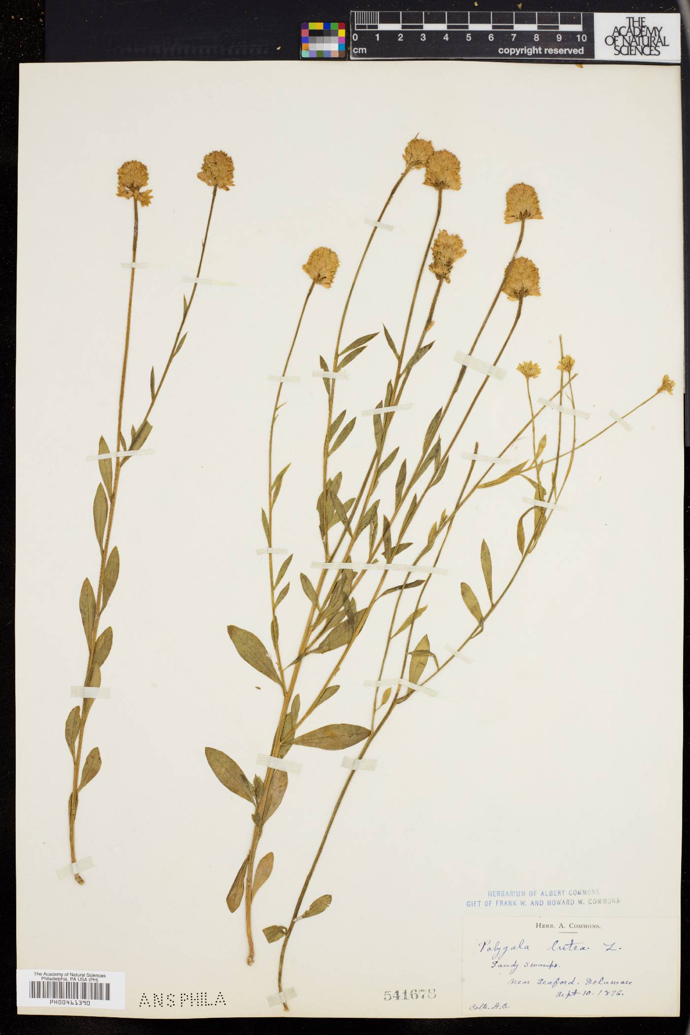 Polygala lutea image