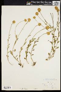 Polygala lutea image