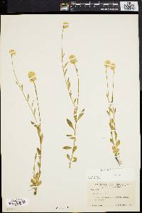 Polygala lutea image