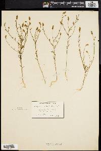 Polygala nuttallii image