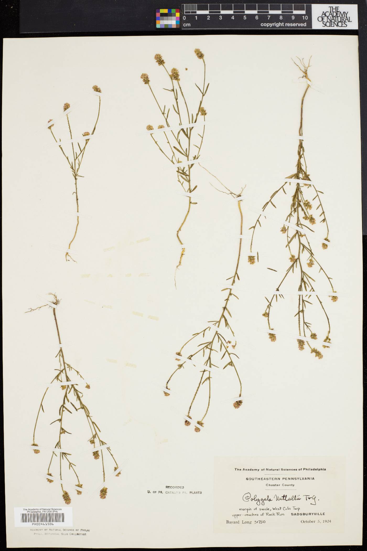 Polygala nuttallii image