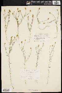 Polygala nuttallii image