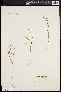 Polygala nuttallii image