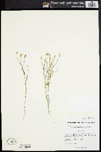 Polygala nuttallii image