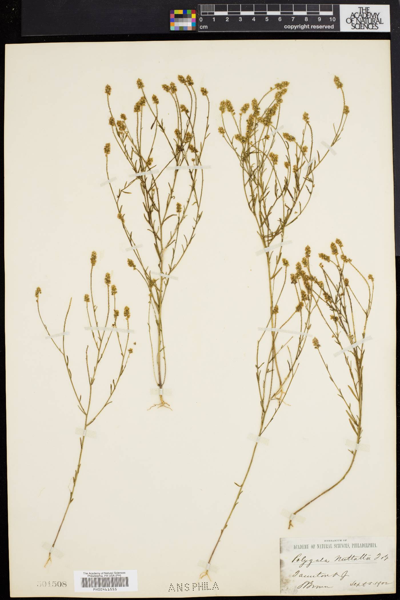 Polygala nuttallii image