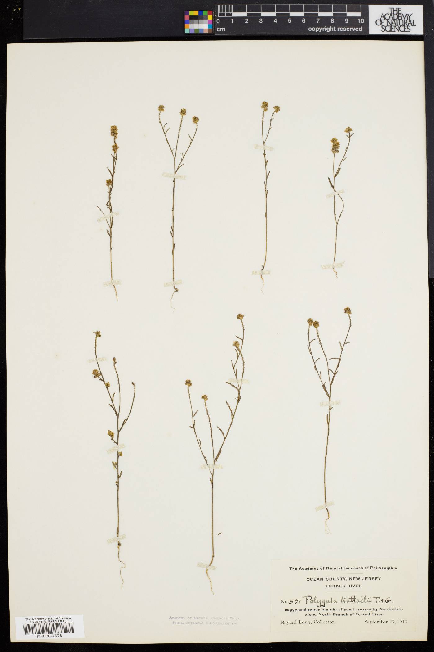 Polygala nuttallii image