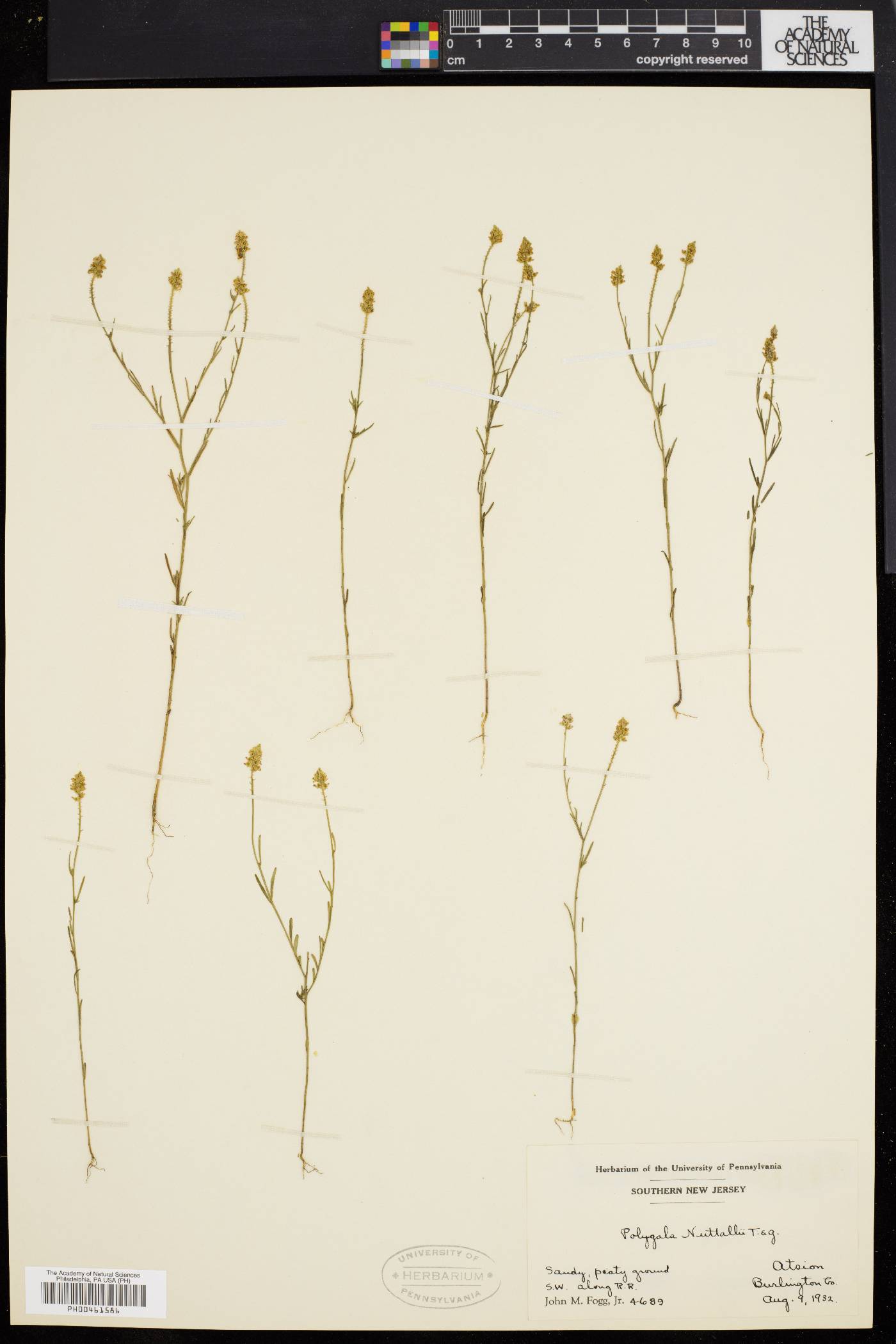 Polygala nuttallii image