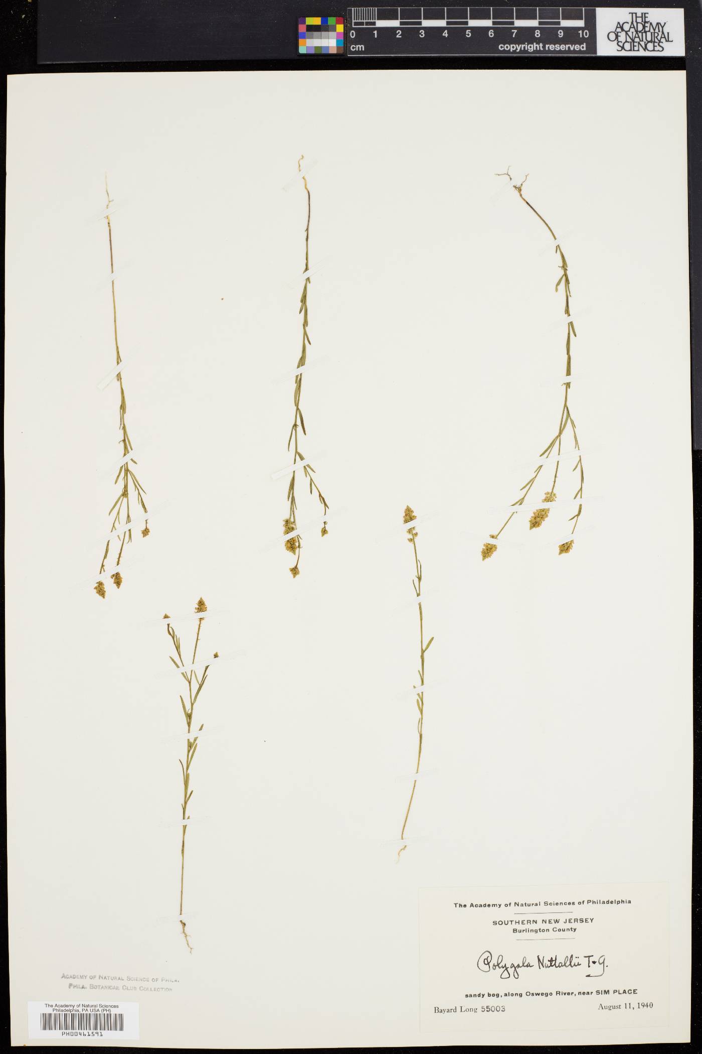 Polygala nuttallii image