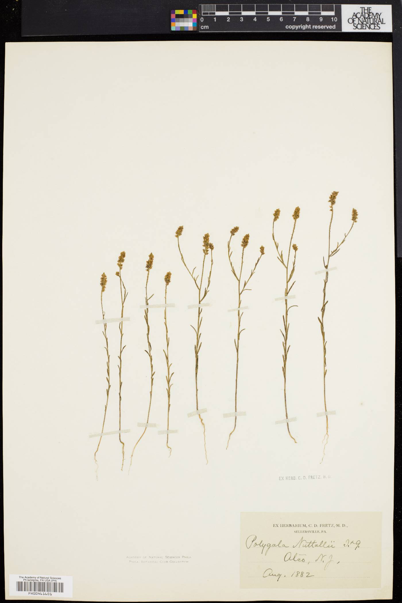 Polygala nuttallii image