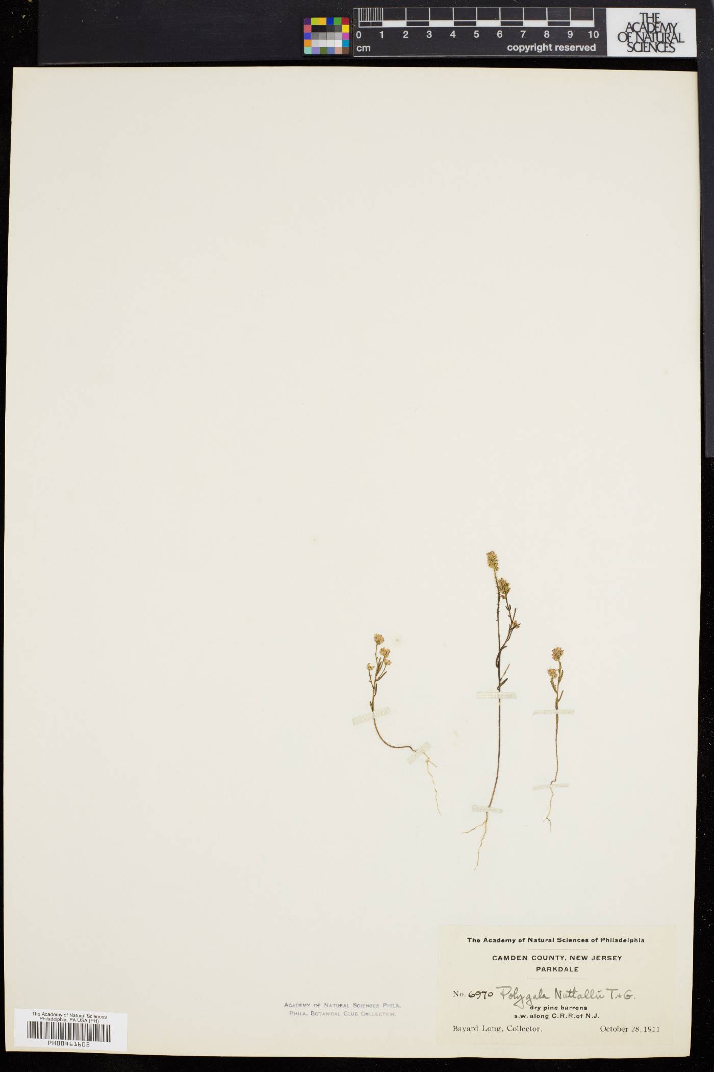 Polygala nuttallii image