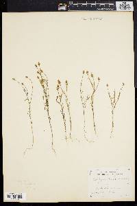 Polygala nuttallii image