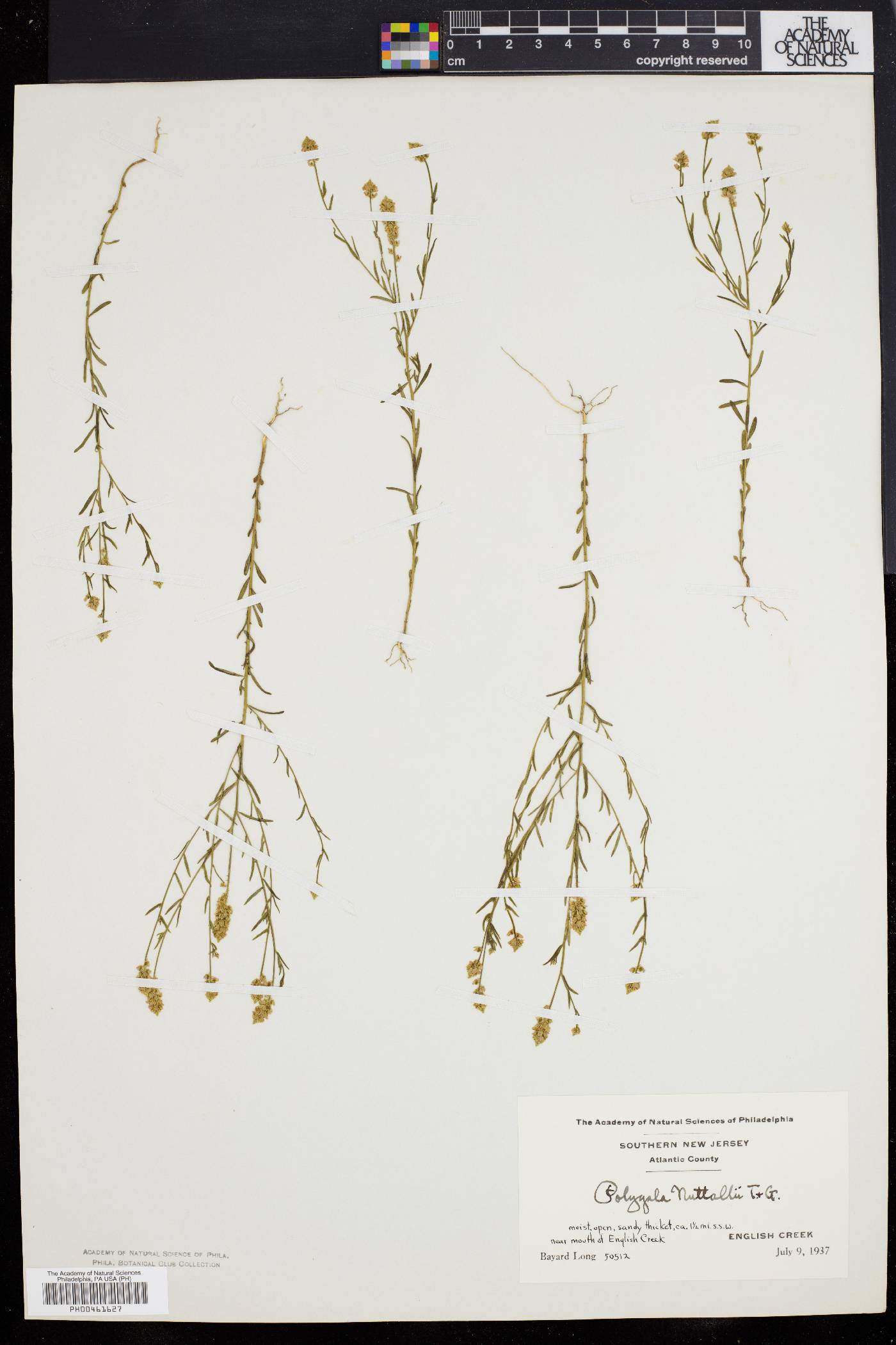 Polygala nuttallii image