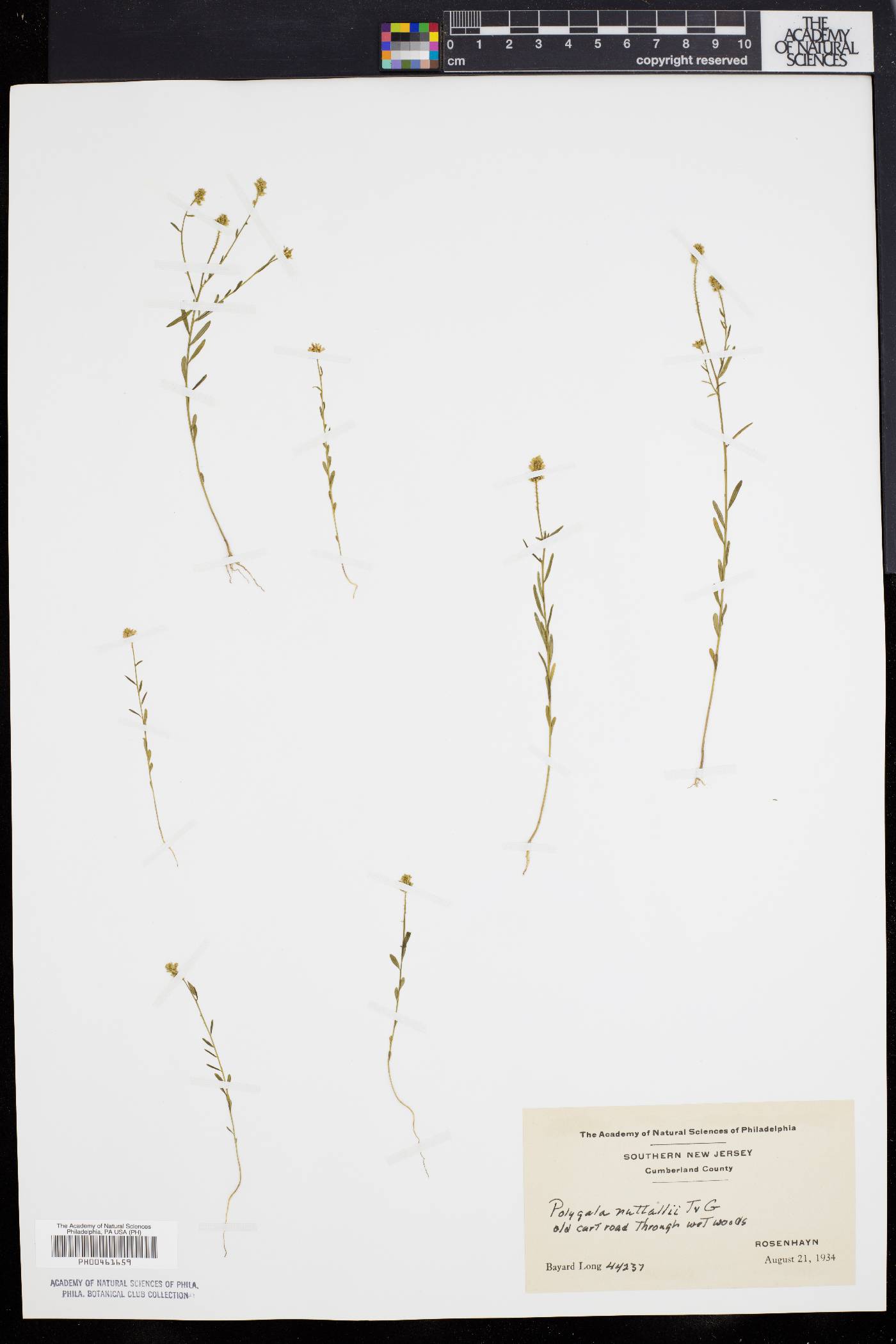 Polygala nuttallii image