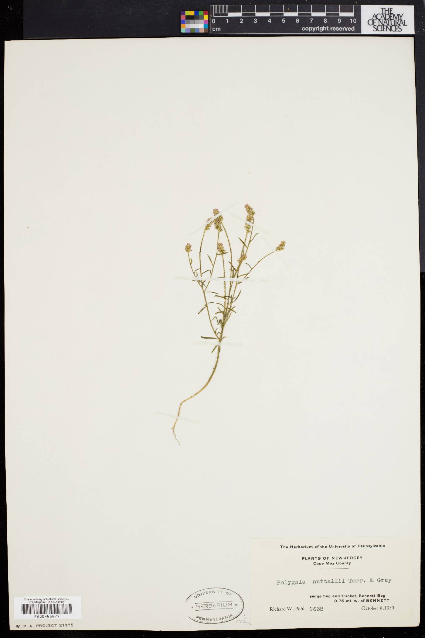 Polygala nuttallii image