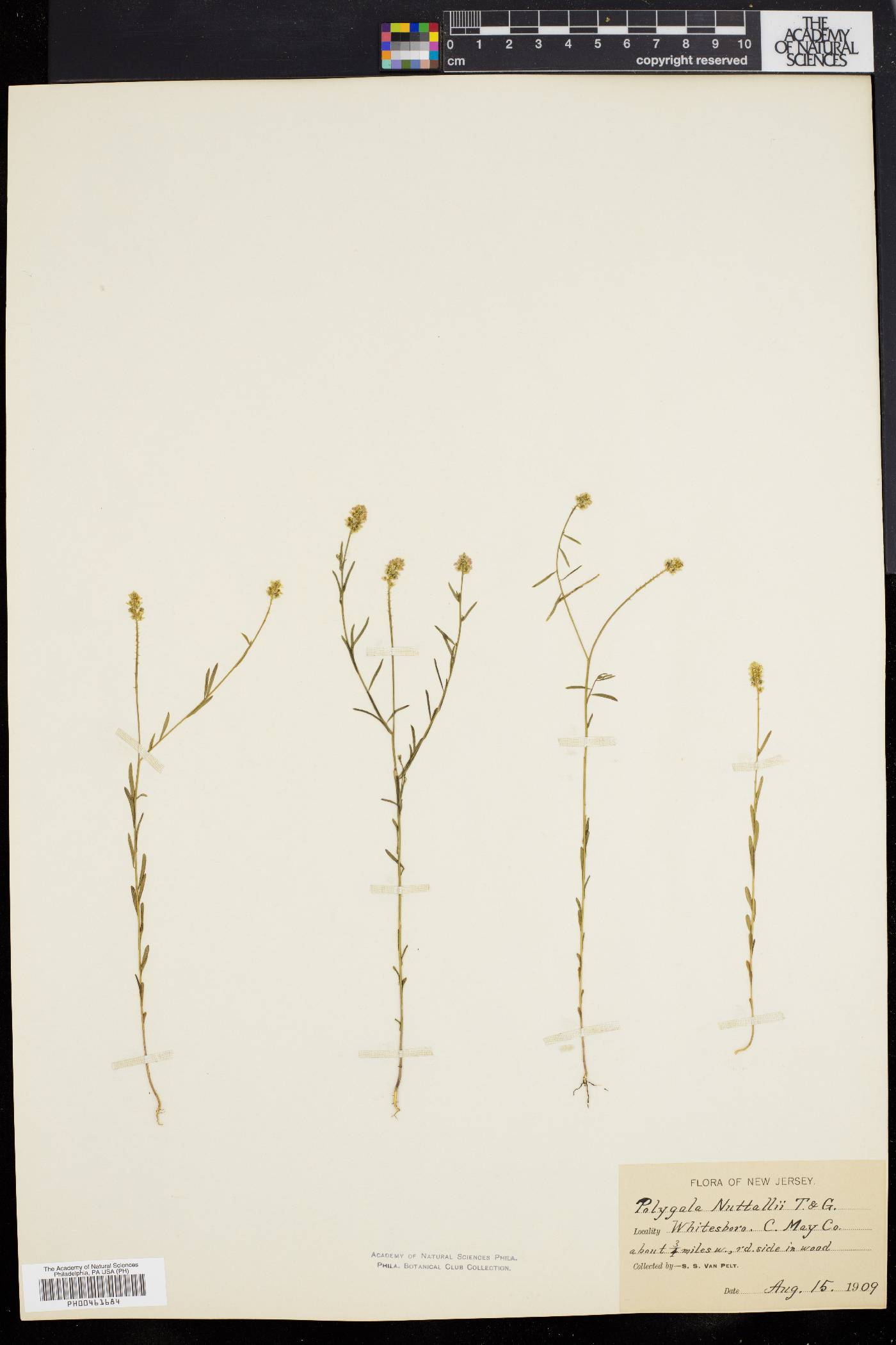 Polygala nuttallii image