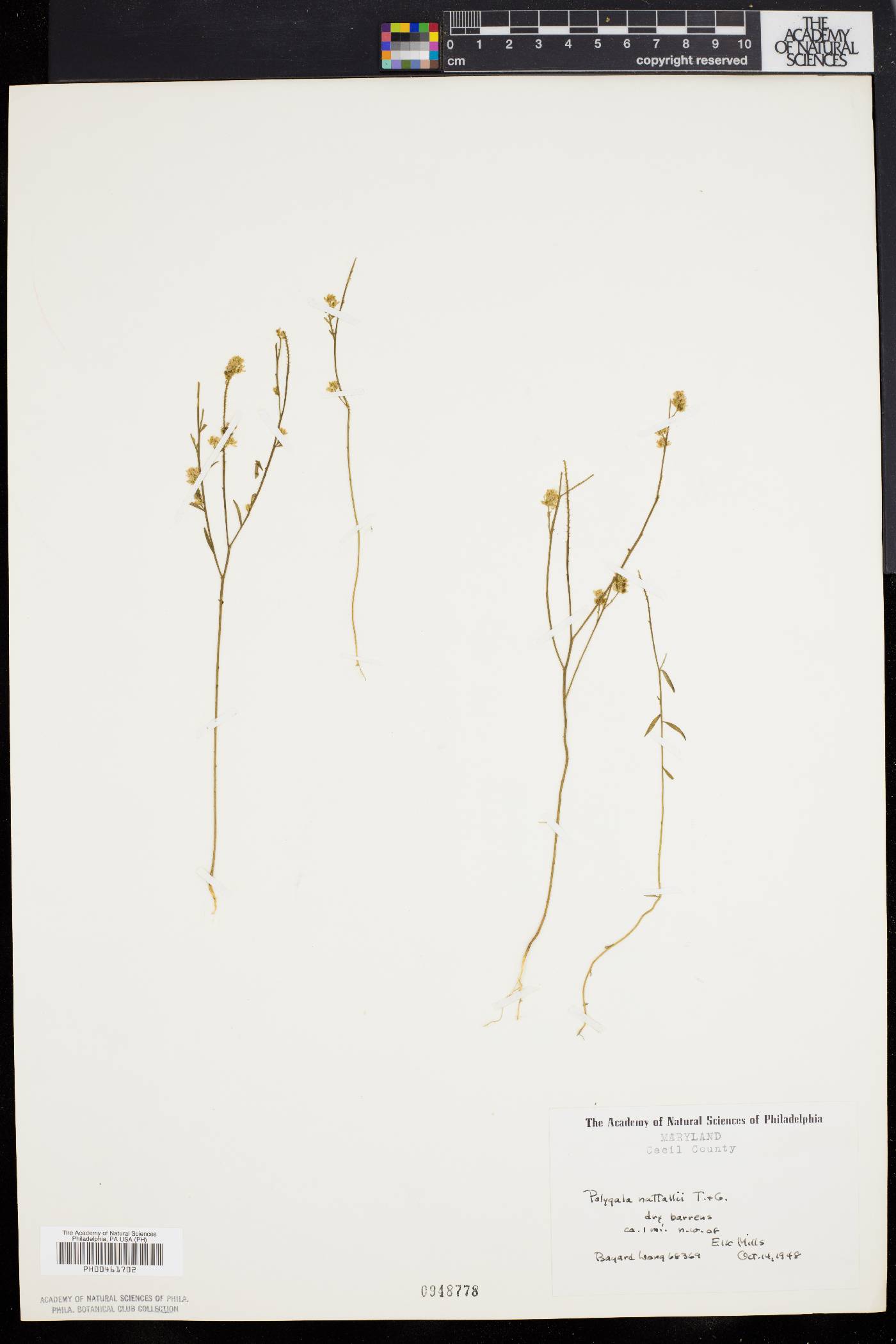 Polygala nuttallii image