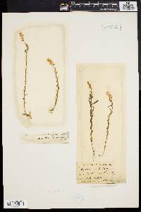 Polygala polygama image