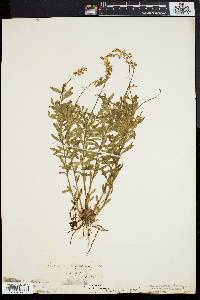 Polygala polygama image