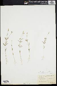 Polygala pretzii image