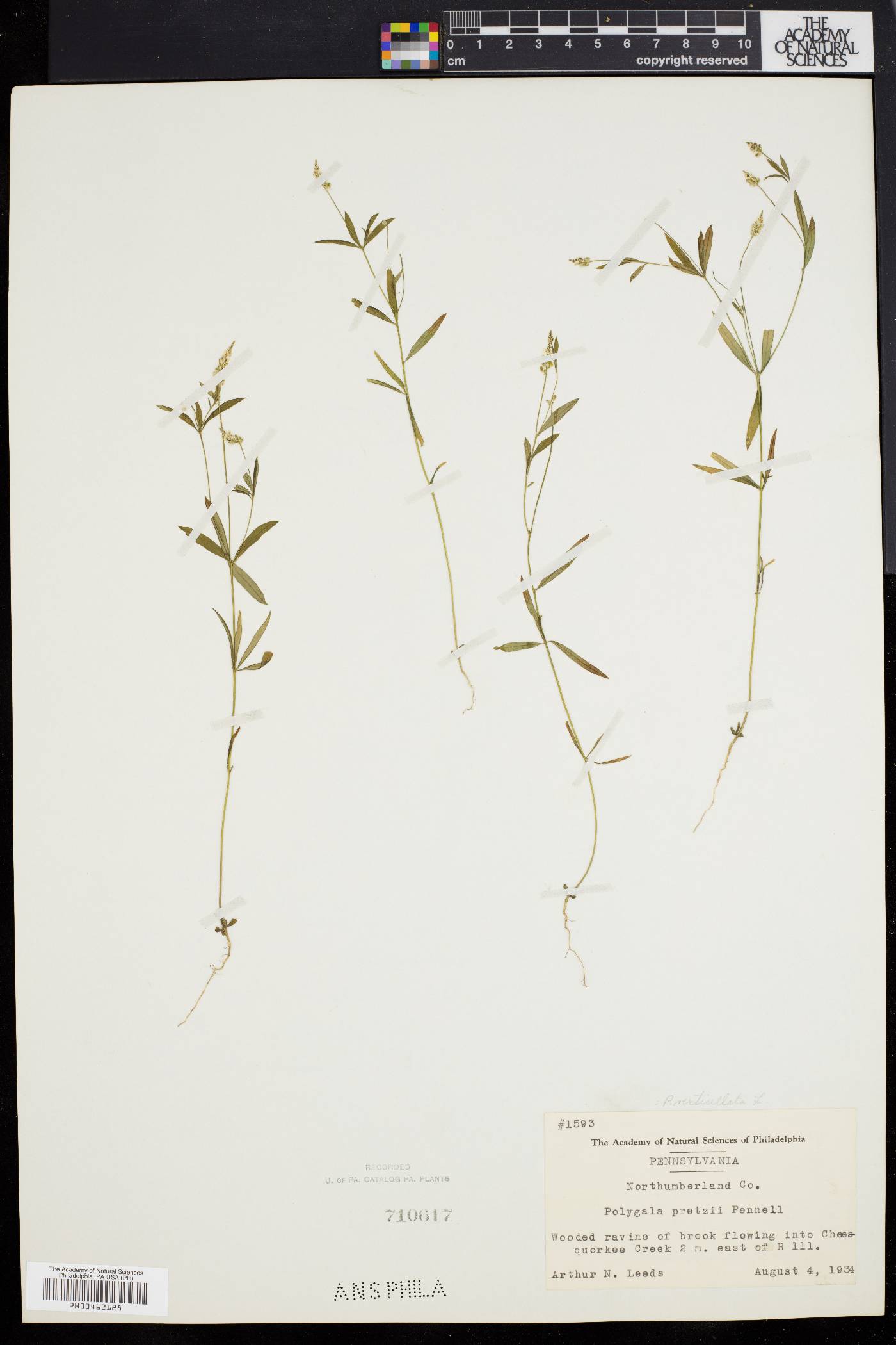 Polygala pretzii image