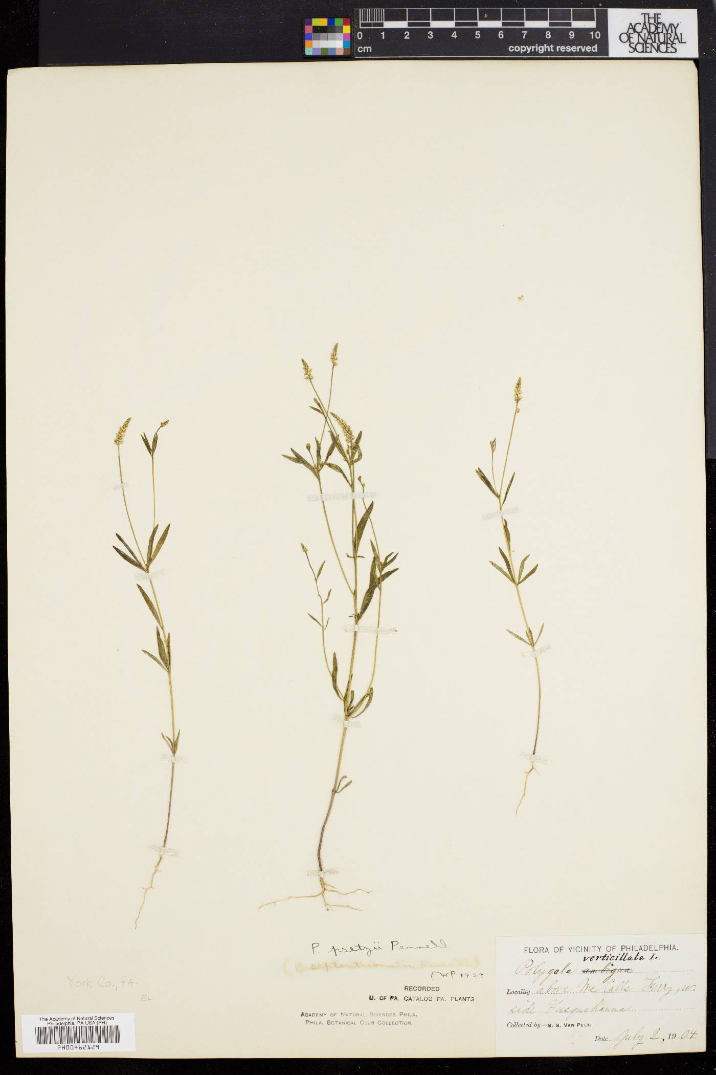 Polygala pretzii image