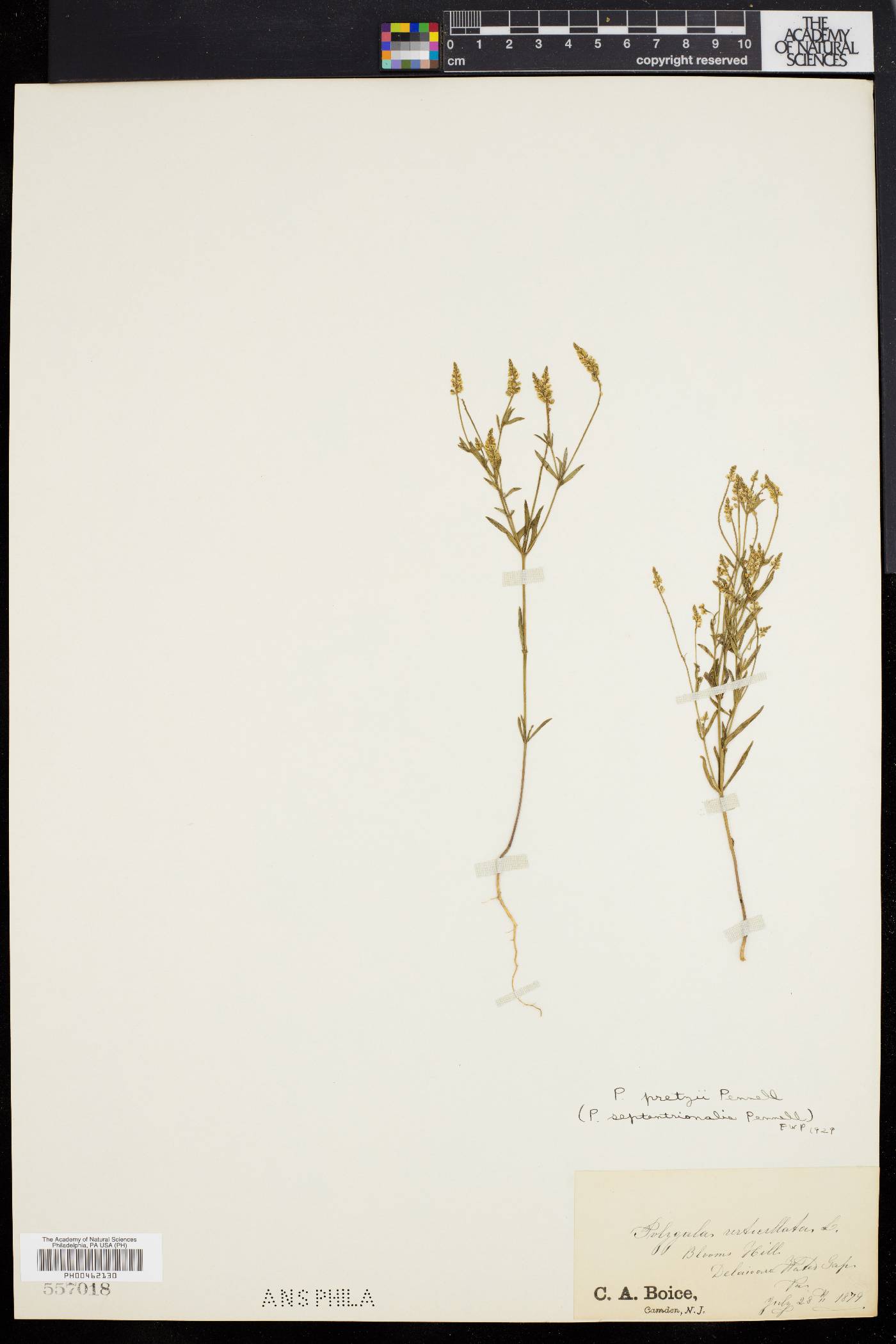 Polygala pretzii image