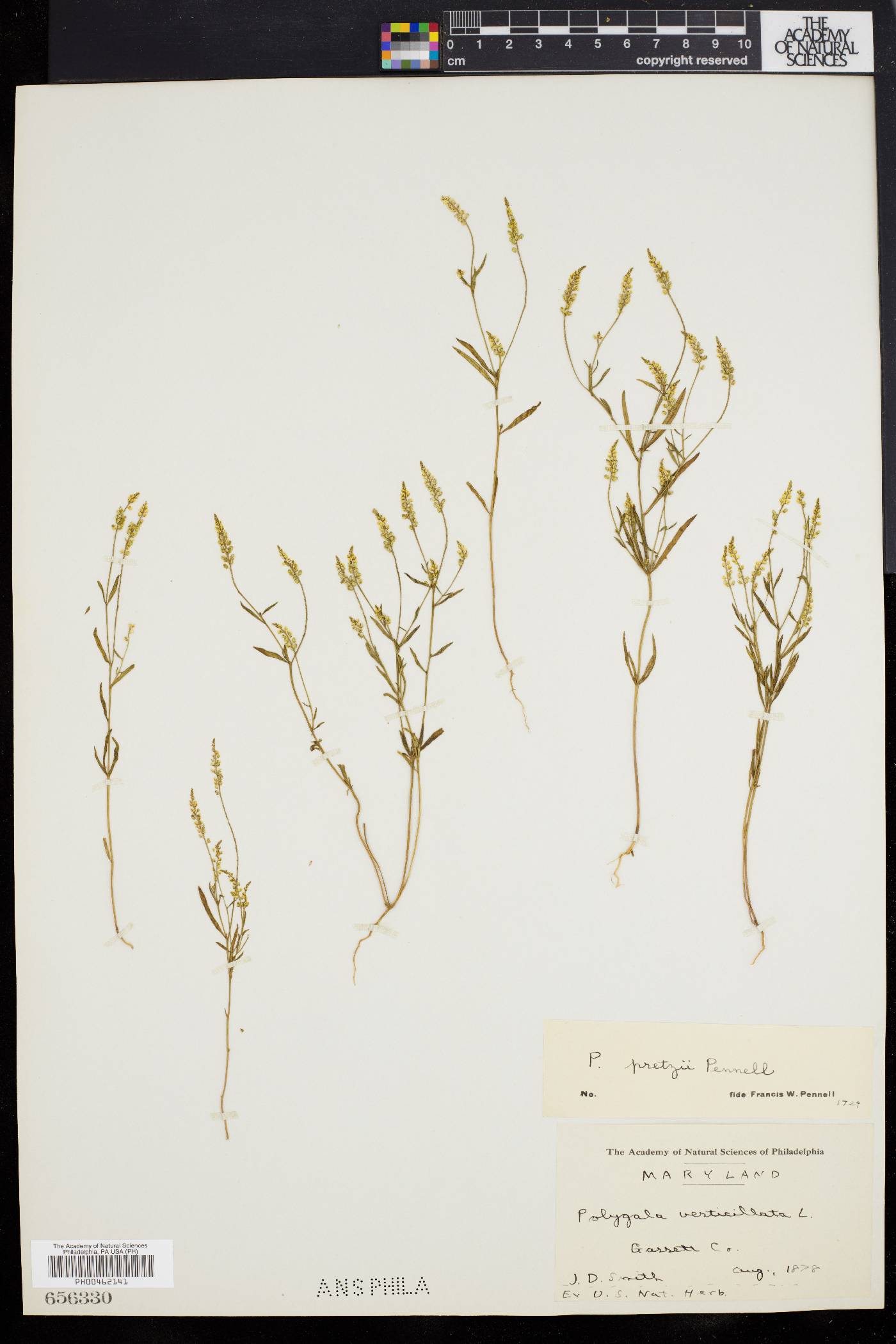 Polygala pretzii image