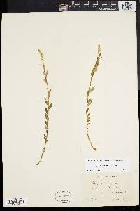 Polygala senega image