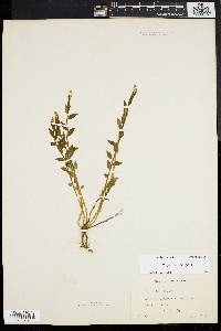 Polygala senega image