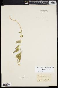 Polygala senega image