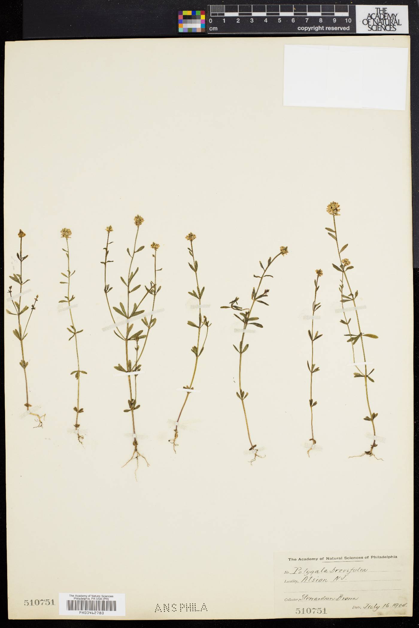 Polygala brevifolia image