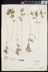 Polygala cruciata image