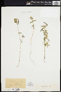 Polygala cruciata image