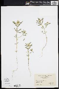 Polygala cruciata image