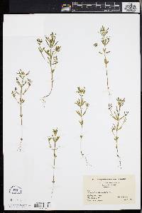 Polygala cruciata image