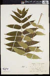 Ailanthus altissima image