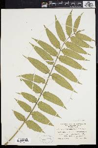 Ailanthus altissima image