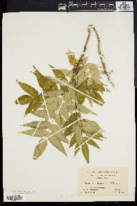 Ailanthus altissima image