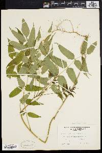 Ailanthus altissima image