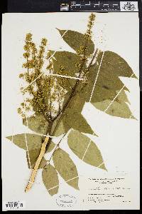 Ailanthus altissima image