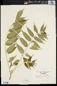 Ailanthus altissima image