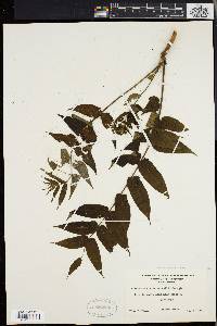 Ailanthus altissima image