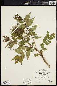 Ailanthus altissima image