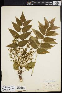 Ailanthus altissima image