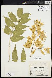 Ailanthus altissima image