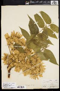 Ailanthus altissima image