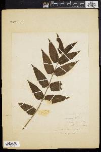 Ailanthus altissima image