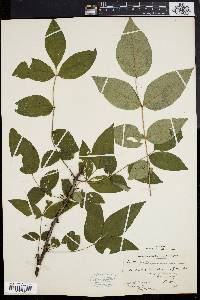 Zanthoxylum americanum image