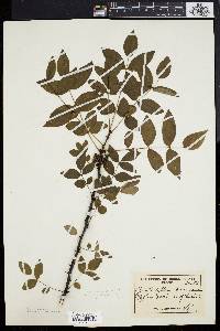 Zanthoxylum americanum image