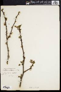 Zanthoxylum americanum image